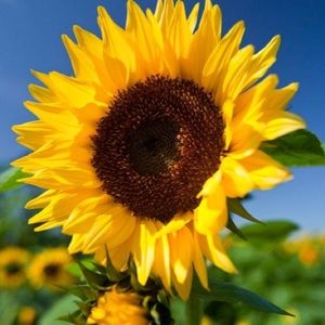 Meet your Posher, Georgia